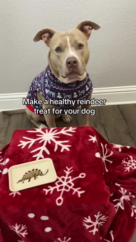 A healthy Christmas treat! #dogs #dogvidoes 