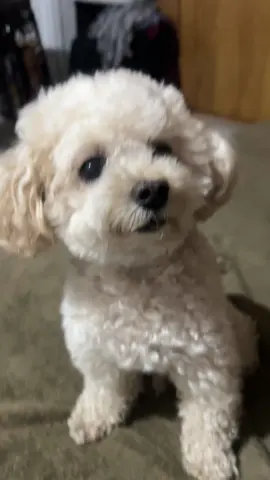 Apetito #cocodemarechal #apetito #amorperruno 