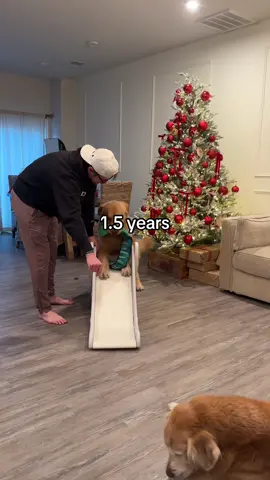 1.5 years later and he still loves it❤️ #goldenretriever #toddler 