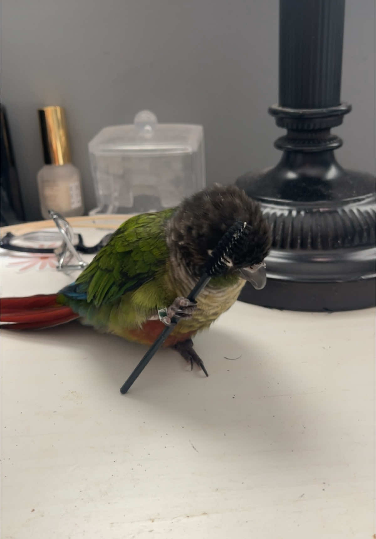 Just a chill girl and a chill guy 🚶🏽‍♀️🦜 #fyp #foryoupage #animalsoftiktok 