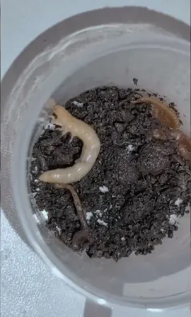 A Clash Beneath the Soil!🔥 Centipede meets worm in a dramatic fight for survival. You won’t believe how this epic encounter unfolds!☠️😬 #InsectWars #Insects #Wildlife #Centipede #Worm 