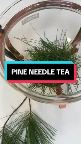 How to make pine needle tea  #tea #herbal #EasyRecipe 