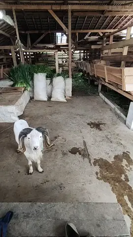 🤙#pdpbintangmuda #purwakarta #hpdkijawabarat #hpdkipurwakarta #dombagarut #pencaricuan #fypp 