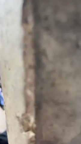 #ณ๋องปั๊บ #ดอเอส #ท้ายกุดซวยอีกเเล้วหรอ ลืมไปว่าเคยมี🫠