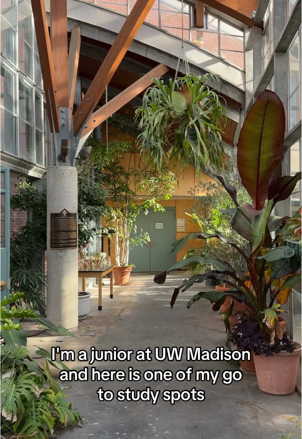 This UW-Madison study spot is perfect for the cold weather. Located in the D.C. Smith Green House, this spot features warm temps and tons of green! #wisconsin #uwmadison #student #study #fyp 