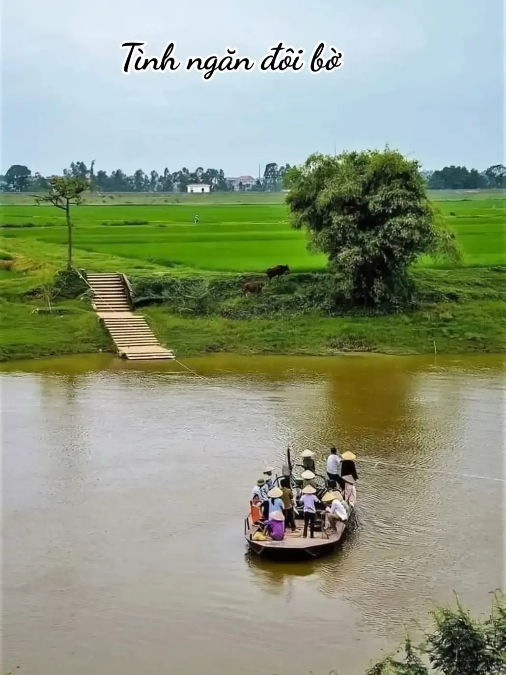 Lặng buồn nhìn dòng sông đâu rồi bao kỷ niệm...#nhactamtrang #nhactrutinh #nhacquehuong #nhaclinh #nhacbolerohaynhat #nhachaymoingay #xuhuongtiktok2024 #nghêan37 @Lệ Duyên85💜37 