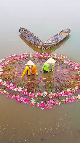 #mùa hoa súng #titok 