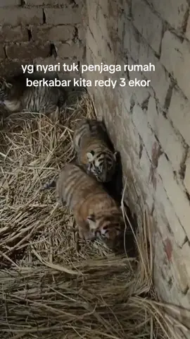 agar rumah aman dari maling  #fyp  #harimausumatra 