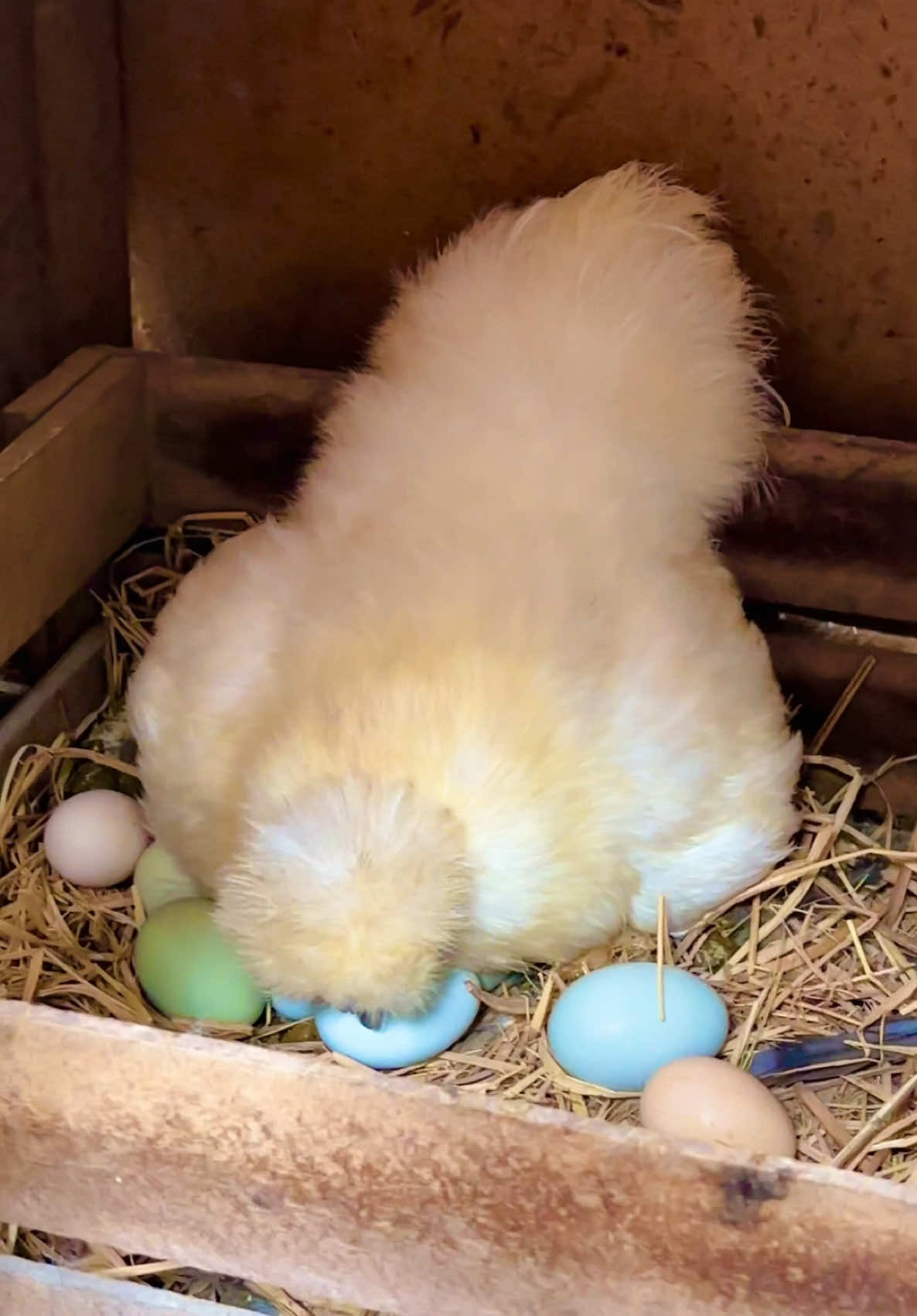 #huevos #fertility #pollo #nacimiento #bebes #incubadora #peru #🇵🇪 #ameraucanachicken #pios #granja #casa #corral #gallina #gallinasfelices #amor #pollito #pollos #criadero #lima #acontecimentos #noticia #viral_video #viralvideos  #parati #sedosas #animales #mascotas #animalestiktok #brahma #silkiechicken