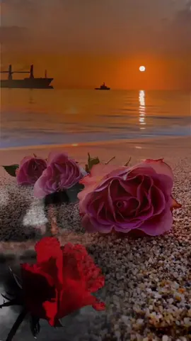 #دعاء_الصباح #صباح_الخير #اصبحنا_واصبح_الملك_لله #اللهم_صباحا_مبشرا_بكل_خير #صباحكم_معطر_بذكر_الله #foryou #fypシ #foreyoupage #fup #تصاميم_ورد🌸 