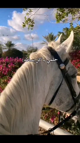 بينك وبيني حب عمر😔 #خيل #خيل_وخياله 