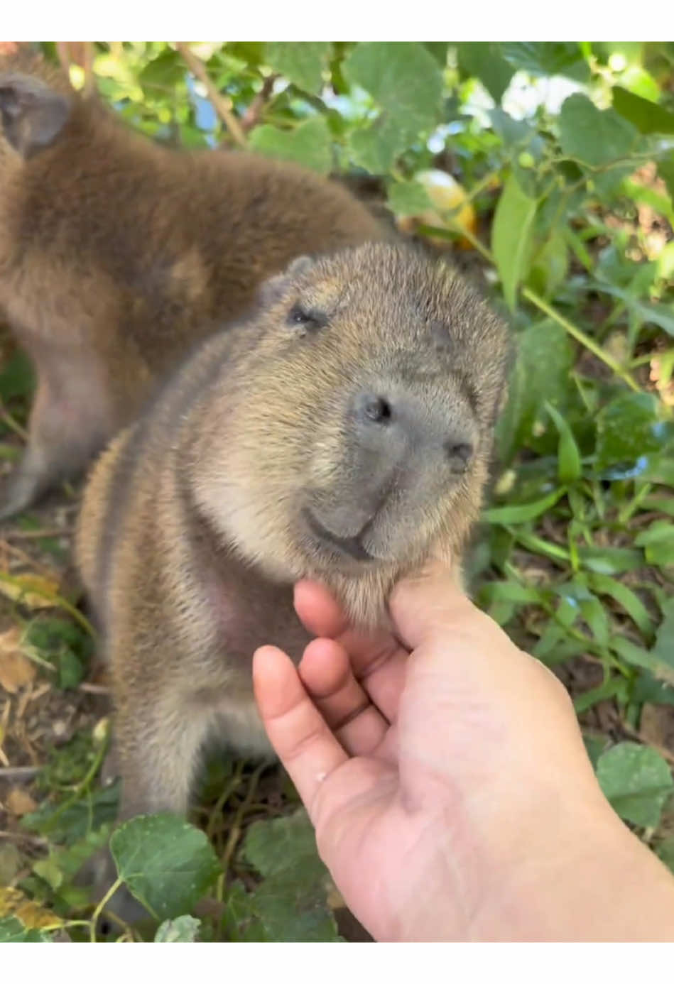 Cute baby capybara😋 #lovable #capybara #capy #funnyvideo #capybaratiktok 