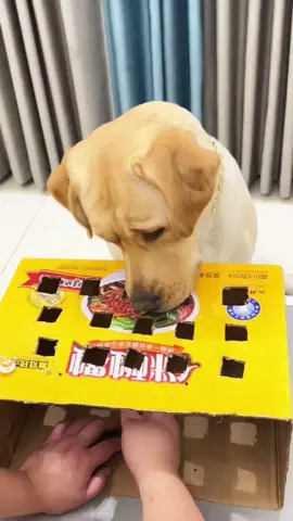 #dog #funnyvideo #foryou #foryoupage #fyp #xuhuong 