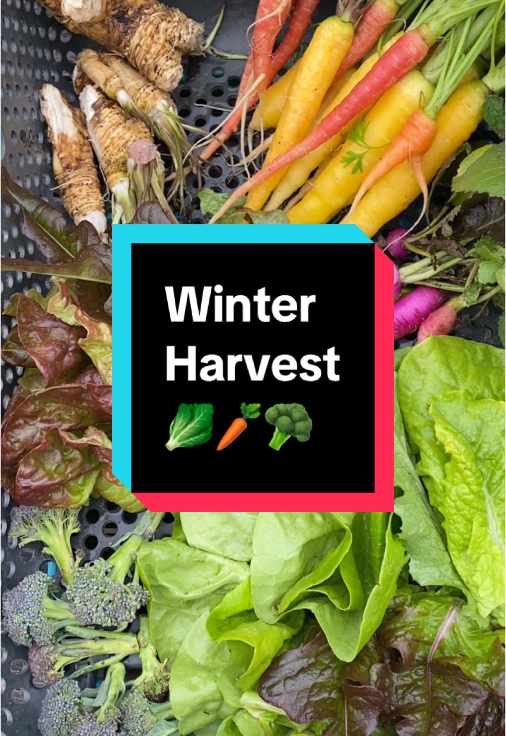 This #harvest is from last year but I am so jealous of those carrots! My #backyardgarden has the same things growing this year but everything seems a little behind. Bonus points if you count how many wows are in this #harvesttime #gardenharvest #growyourownfood 