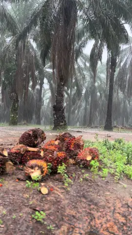 Suasana hujan di kebun sawit#petanisawit #muataawit #langsirsawit #kulisawit #hujan🌧️ #fypシ゚ 