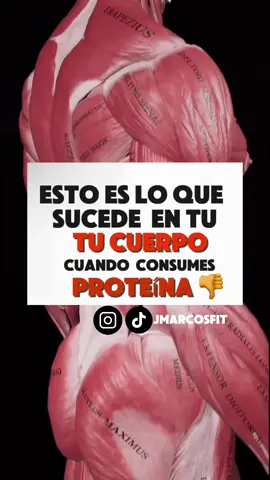 Esto es lo que sucede en tu cuerpo a consumir proteina #proteina#musculo#aminoacidos#masamuscular