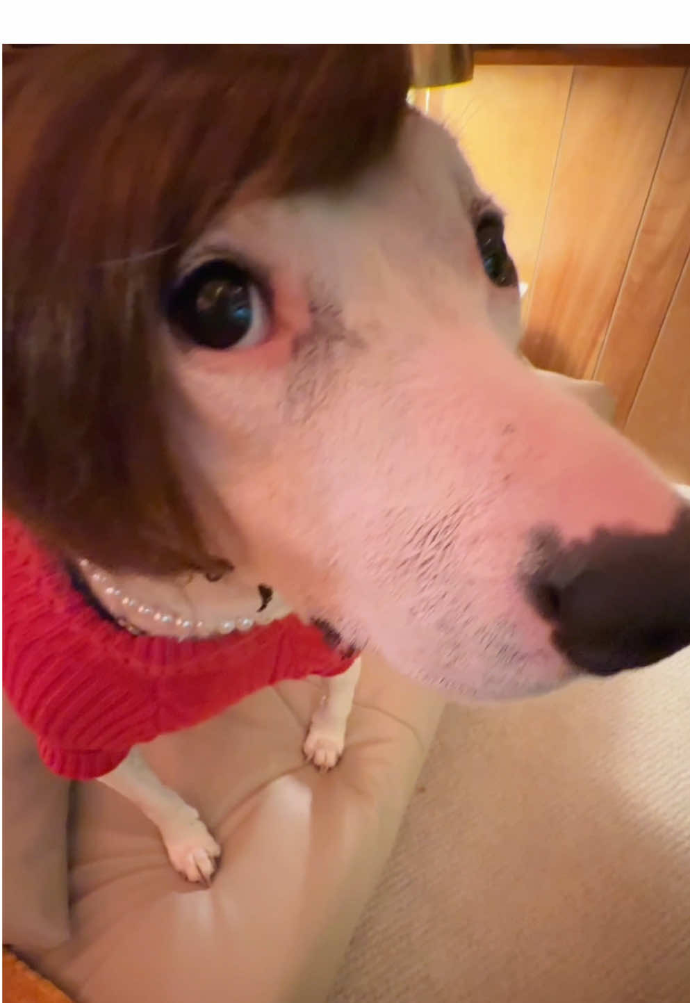 My landlord is insane #christmas #dogs #meme #karens 