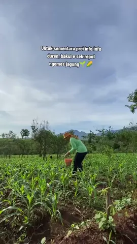 Pejuang petani muda 🌱🌽🤪 #sawahan24jam #sawahannganjuk #petanijagung #petanimuda #petaniindonesia🇮🇩🇮🇩🇮🇩🌿🌿 #nganjuk #fyp #fypage #fffffffffffyyyyyyyyyyypppppppppppp 