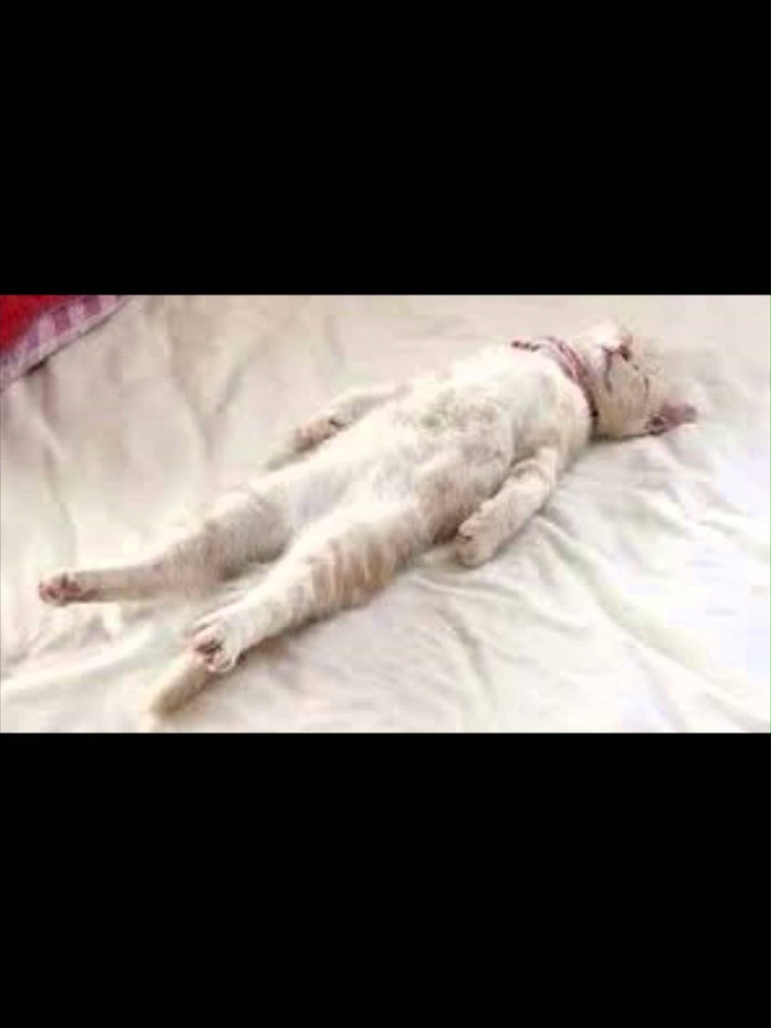 Wow I havent stubbed my toe in 5 months #cat #meme #fyp #funnycat