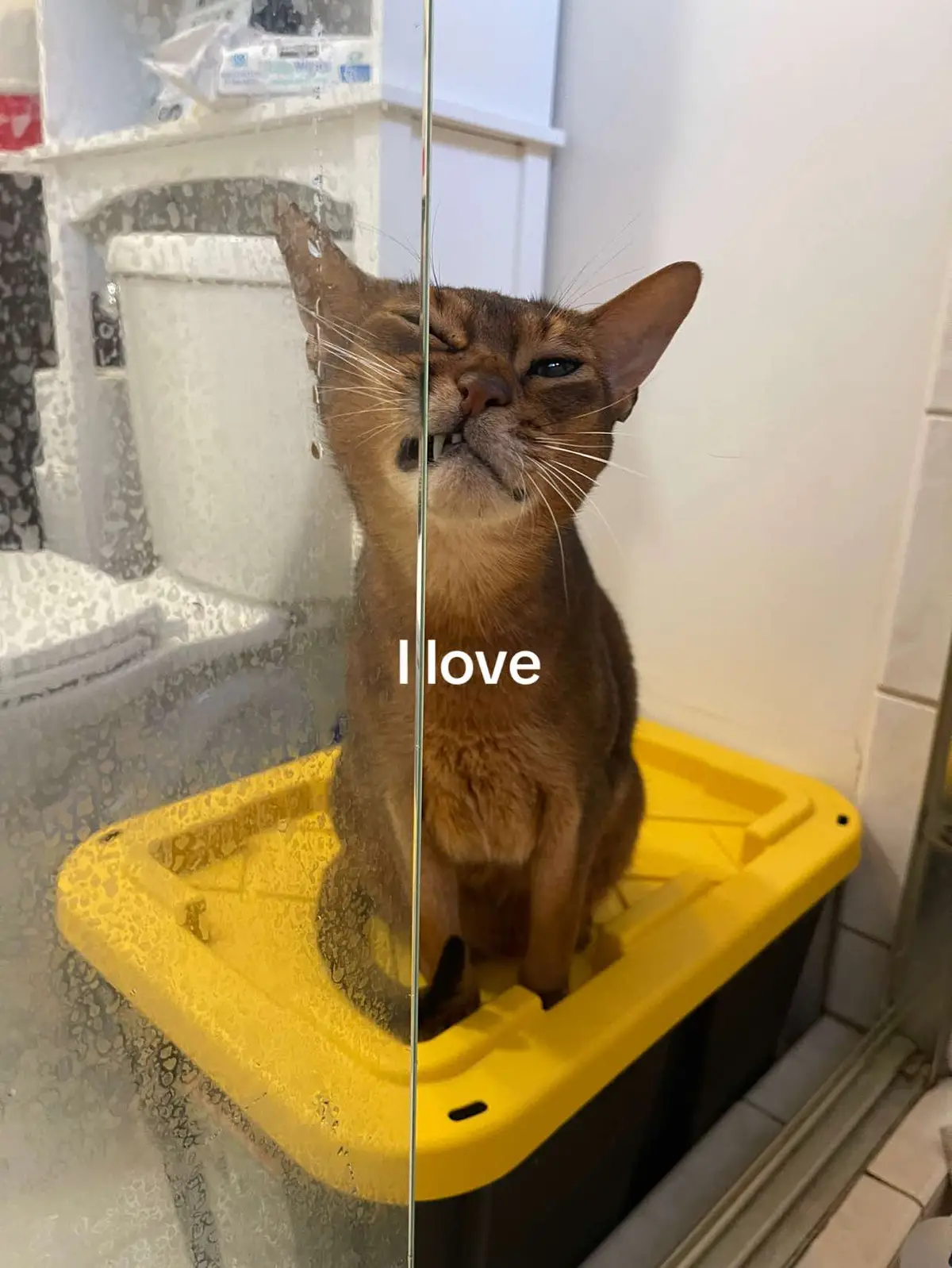 there are sooo many cute pictures i couldnt pick 😭 #furbabies #cats 