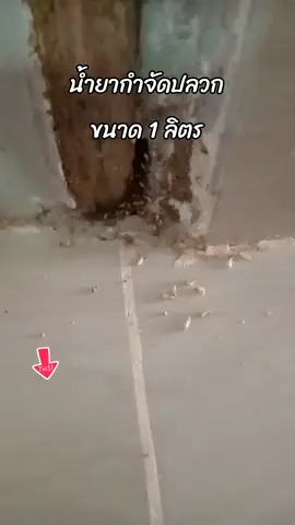 #น้ํายากําจัดปลวก #ใช้ดีบอกต่อ #ของดีบอกต่อ #tiktokshop 
