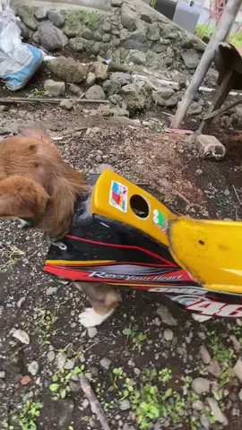 🤣naik anjing aja naik anjing