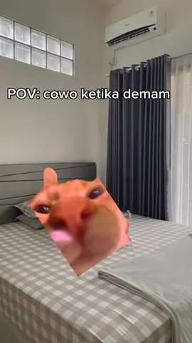 POV: cowo ketika demam  #memekucing #fypシ #kucing 