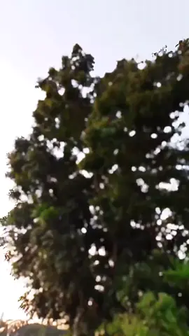 মানুষ নতুন খুঁজতে ব্যস্ত আর আমি পুরাতন এই আসক্ত ❤️‍🩹❤️‍🩹#tiktokviral #goryouforyoupage #officialtiktok #unfrezzmyaccount #tiktokviral #unfrezzmyaccount #tiktokviral 