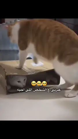 #حبيبي❤️ #منشن #رومنسيات #اغاني_رومانسية #my_stories🖤 #استوريات #فديوهات_حب #نار_الغيره📌🔥 