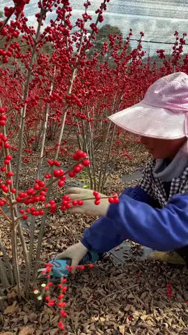 Đào đông #vuonto 