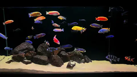 #ikanhias #aquascape #aquarium #hobby #cichlid 