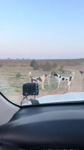 Gara-Han#chempion #pitomnikgarabash #потомкигарабаша #chempiongarabash #turkmenistan🇹🇲 #туркмения #legenda #волкодав #ашхабад #volkodav #эзизингарабашы #gaplan #чемпион #pitomnik #alabaydogs #готовимся #🥇 #🏆 #гарахан 