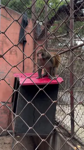 A wildly angry monkey in the zoo. #monkey #animal #animals 