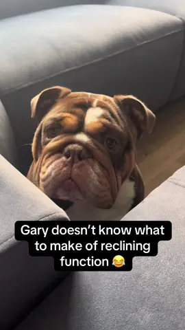 He likes to sit under it when its reclined 😆#englishbulldog #gary #garythebulldog2 #garythebulldog #britishbulldog #bulldog #funnyy #britishbulldogoftiktok #englishbulldogsoftiktok #sofa #recliner #bulldogsoftiktok 