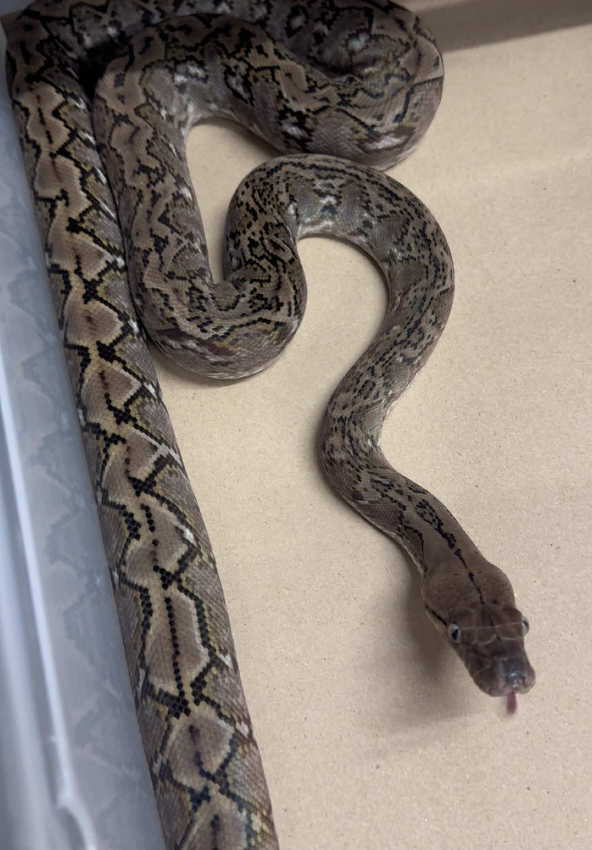 Kalatoa Silver Eye Super Dwarf Wc🩶#python #งูใหญ่ #thailandgiantsnake #งูหลาม #retic #limitlessreptile #reticulatedpython #burmesepython #superdwarfreticulatedpython #kalatoa#kalatoaisland #kalatoaretic 