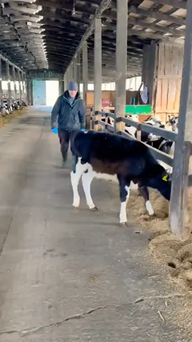 cow farm 🥰🥰🥰🥰🥰 #cow #farm #feed #milk #trending #viralvideo 