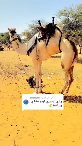 الرد على @omerajbna7 #دارحامد_عزي_وفخري💪❤ #جقله_الخير_جقله_العز❤ #كردافة_يا_رسول_الله_ورجااال_بلحيل #viraltiktokvideos✅foryou❤️❤️❤️ @OM er 