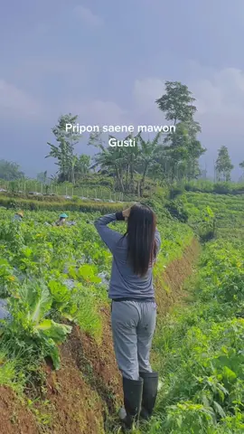 Kulo manut mawon #CapCut #fypシ゚ #petaniviral #2024 #anakpetani #petaniindonesia🇮🇩🇮🇩🇮🇩🌿🌿 #fyppppppppppppppppppppppp 
