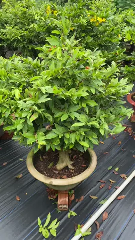 Giảo thủ đức hàng chơi tết nha anh chị quan tâm alo e @865309102 (Tú) #maivangmientay #giaothuduc 