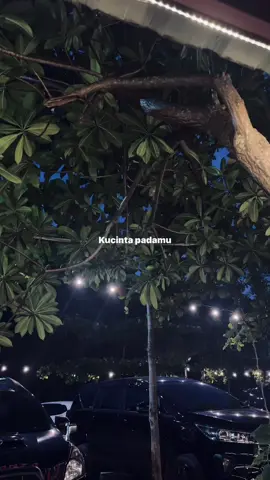 #cintadanrahasia 