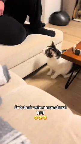 #tommy_derkater #cats #catsoftiktok #catslovers #catsvideo #catstagram #catsmoves #cat #katze #katzen #katzenvideos #katzenliebe #katzenauftiktok #funnycats #funny #funnyvideo #funnymoments #funnytiktok #fy #fypシ #fypシ゚viral #fypage #fyppppppppppppppppppppppp #vira #viralvideo #viralvideo #viraltiktok #virall #viral_video #viralvideosofficial  #ideen #instergram #booster #fürDich 