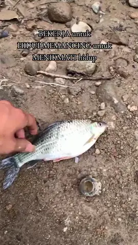 #mancingliar #mancing #TikTokAwardsID #microfishing #wwaderbalap #mancingkali 