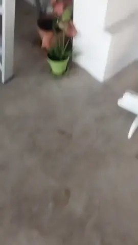 โดนเพื่อนวางนุ๊กอย่าตกใจ ค่อยๆไล่นะ