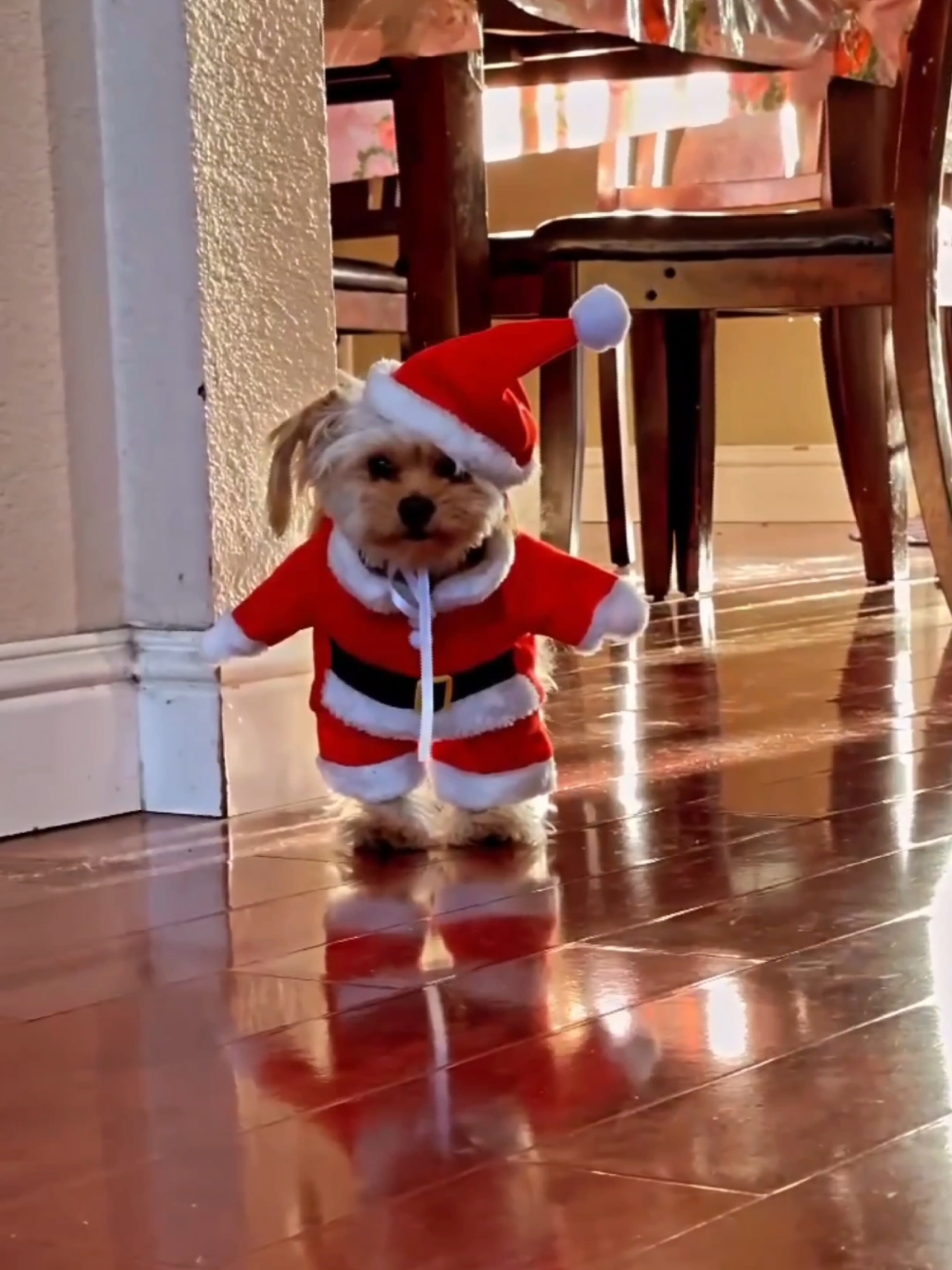 #santaclaus #dogcostume #christmas #christmascostume 