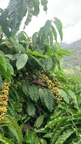 Đam Rông Lâm Đồng #háicafe 