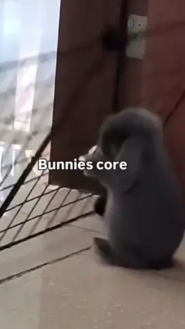 ❗️Bunnies core🐰❗️ #goviral #fyp #memestiktok #memes #viral #funny #brainrot #bunny #bunnies 
