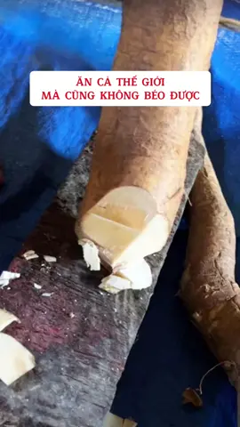Sâm béo trắng #linhmythaoduoc #thaoduoc #thaoduocthiennhien #thaoduocdantoc #LearnOnTikTok #sambobeo #sambobeo #sambeotrang 