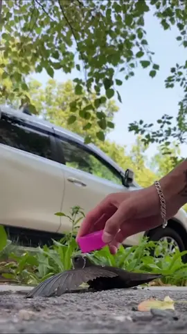 Man revives a heat-stricken bird #animal #rescueanimals #animallover #animalsoftiktok #bird 