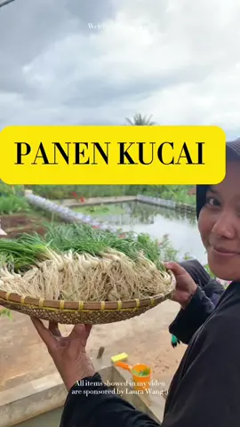 Panen Bawang Kucai lagi guys. #berkebun #menanam #panen #pyfツ 