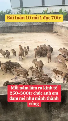 Nuôi lợn rừng có làm kinh tế tốt #tulonrung #lonrung #lonrunggionganhtu #tuhoabinh #anhtulonrung #lonrunganhtu #lơnrunglacsonhoabinhtv #lonrunglacsonhoabinh #nuoilon #heorung #traigiongtulonrung #nuoilonrung #fyp #xuhuong #trending #dcgr #lonrungthuanchung 